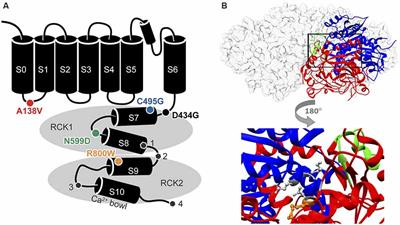 Effects of Single Nucleotide Polymorphisms in Human KCNMA1 on BK Current Properties